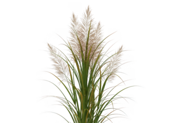 Dried pampas grass stems with detailed textures and natural colors transparent background