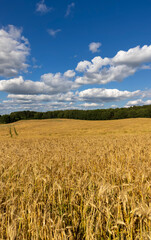 golden rye during the ripening cereals, a field of golden light in the sunlight in the summer