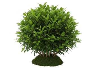 Small green tree with dense foliage and textured base captured in studio transparent background