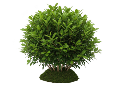 Small green tree with dense foliage and textured base captured in studio transparent background