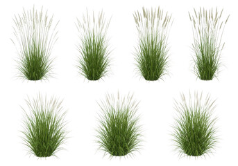 Eight close-up macro shots of thistle flower buds emerging in sequence transparent background