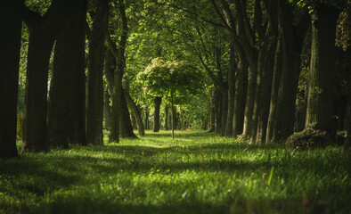Charming green park alley, a park that purifies the air and creates a microclimate in the city...