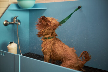 Wet brown dog shaking head vigorously during bath in blue pet washing station, water droplets...
