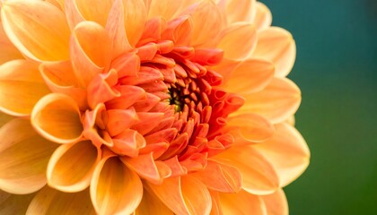 Warm-toned Dahlia Blossom Close-up: A Botanical Portrait of Nature Beauty