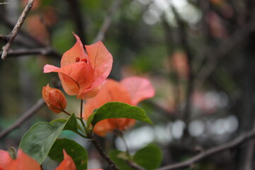 Obraz premium Bougainvillea Flowers in Bloom