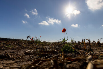 A red poppy against the blue sky in the autumn season, a red poppy flower in the field after the corn harvest