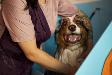 Young adult Caucasian woman washing large dog with long fur in grooming tub, smiling dog looking forward with mouth open, tattooed arm visible, indoor pet care setting