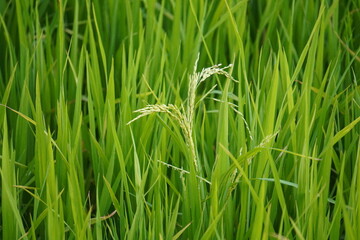 Fototapeta premium Close Up of Rice Panicle Emerging in Green Field