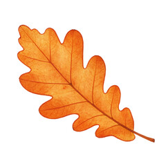 Obraz premium Orange oak leaf isolated on white background, autumn seasonal foliage