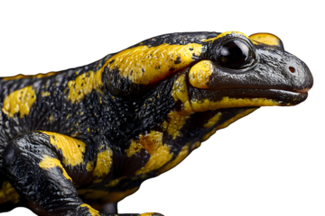 Close-up of fire salamander with black and yellow textured skin isolated on transparent background