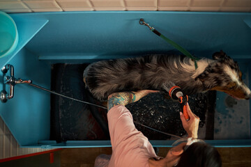 Tattooed young adult Caucasian woman washing Australian Shepherd dog in blue grooming tub, holding...