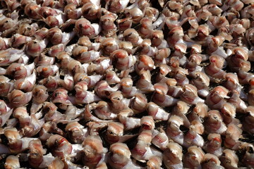 sea shells background