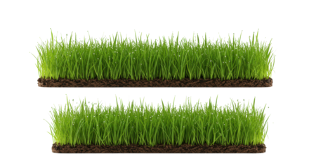 Photorealistic macro shot of three vibrant green grass segments with brown soil and glistening dew drops, arranged on a transparent studio background, nature freshness concept