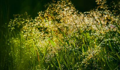 Dewy meadow on a cool summer morning glistens in the rays of the rising sun