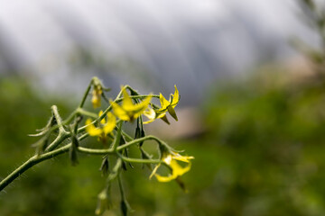 small yellow tomato flowers in the field, green foliage and yellow tomato flowers , the plant is grown in a cold climate