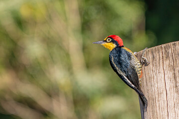 Yellow-Fronted Woodpecker or Benedito de Testa Amarela bird of the Atlantic Forest - Male - South East Brazil - South America (Melanerpes flavifrons)