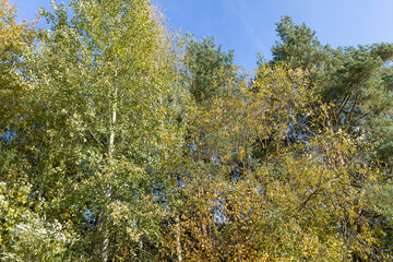 trees in a mixed forest with colorful foliage in the autumn season, beautiful colorful foliage of trees in the autumn season before leaf fall against the background of a blue sky with clouds