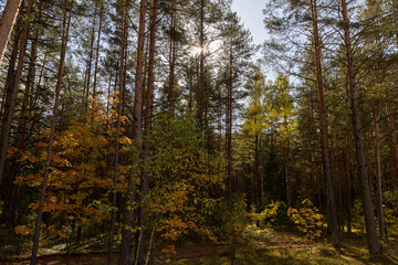 Fototapeta premium tall trees in a mixed forest in the autumn season during leaf fall, changes in nature during the autumn season in a forest with old and tall pines and deciduous trees