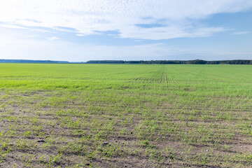 sunny weather in autumn in an agricultural field with frost-resistant wheat sprouts