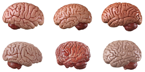 Six detailed anatomical models of human brains in varying shades of pink and red isolated on a transparent background