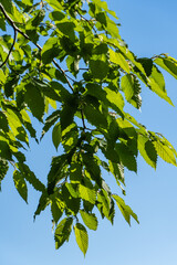 Carpinus betulus growing in garden. Young green leaves of Carpinus betulus, European or common hornbeam against blue spring sky. Nature concept for any design. Place for your text. Selective focus.