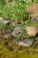 Obraz premium Three frogs rest among lush green grass and rocks by shallow, sunlit pond in a natural setting. Selective focus.