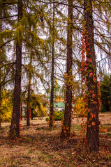 Obraz premium Old fir trees in autumn botanical garden in Kyiv. Ukraine