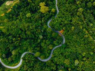 Serene aerial view of winding road through lush green forest in phang nga, travel Thailand