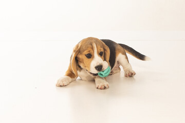 Beagle puppy on white background