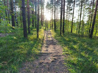 Obraz premium Forest path with sunlight shining through trees
