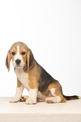 Beagle puppy on white background