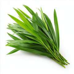 Fototapeta premium pandan leaves on white background