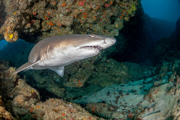 Tiburon en arrecife © Sergio