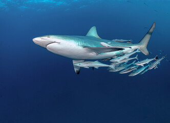 Tiburón con remoras