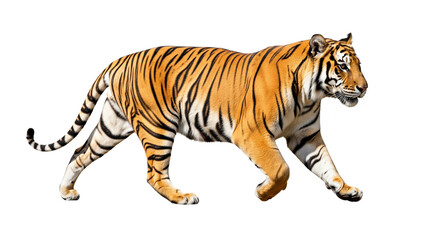Obraz premium Tiger transparent PNG background