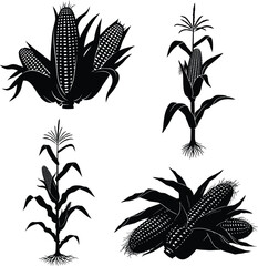 Corn Silhouette Set. Black Maize Cob, Stalk, Husk, and Kernel Graphic
