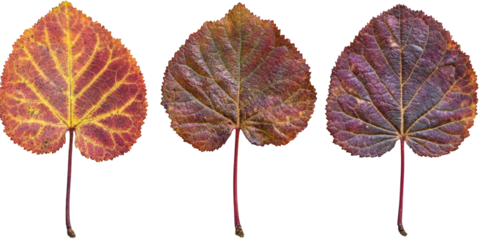 Three Heart- Shaped Autumn Leaves with Yellow Red and Purple Tones leaf fall isolated on a transparent background