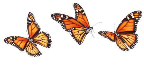 Three Monarch Butterflies in Flight Keywords: butterfly, monarch, orange, black isolated on a transparent background
