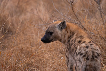 Obraz premium close-up of a spotted hyena