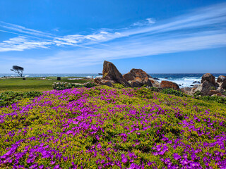 Tranquil Pacific Ocean rocky seashore with vibrant purple flowers along 17 Mile Drive. Monterey, California, USA