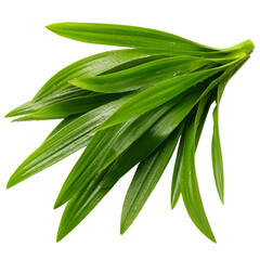 Obraz premium pandan leaves on transparent png background