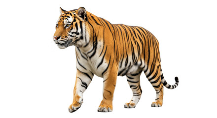 Obraz premium Tiger transparent PNG background