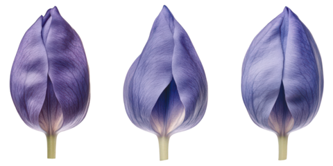 Three Unopened Purple Tulip Buds with Delicate Veins Keywords: tulip, flower, bud isolated on a transparent background