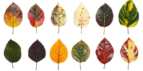 Twelve Diverse Autumn Leaves in Various Colors and Patterns on Black leaf fall isolated on a transparent background