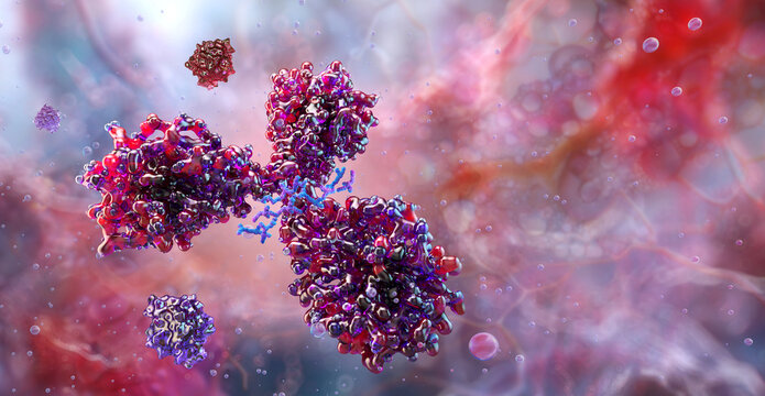 IgG antibody protein structure, Y-shaped immunoglobulin molecule interacting with antigens. Immunology, biotechnology, medical research, immune response, pharmaceutical innovation. 3D scientific image