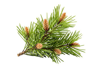 pine tree branch with cones isolated on white