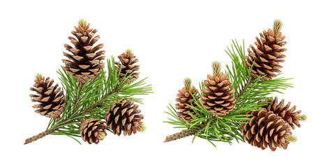 Obraz premium Set of pine cones isolated on white 
