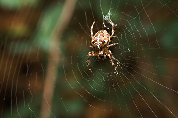 Spider in a web on a blurred natural green background. Selective focus. High quality photo.