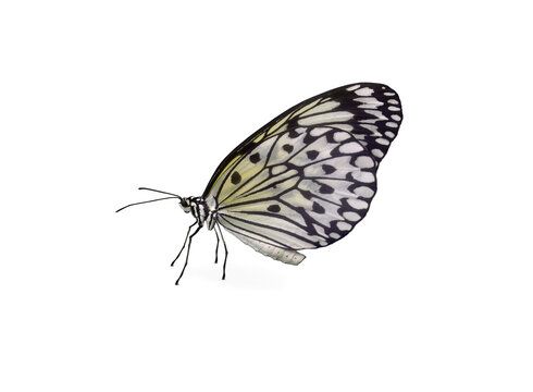 Wei&szlig;er Schmetterling Schachbrettfalter freigestellt, transparent ohne Hintergrund