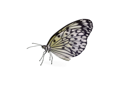 Weißer Schmetterling Schachbrettfalter freigestellt, transparent ohne Hintergrund